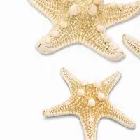 Набор из 3 морских звезд, размер 5-7 см, 7-10  см, 10-12 см, белые