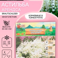 Астильба Арендса Brautschleierмноголетник, корневище в торфогрунте р-р II, 2 шт.