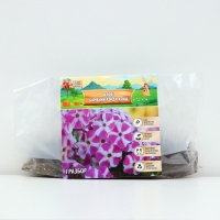 Флокс &laquo;Бамбини Кэнди Краш&raquo; ркорневище в пакете с торфогрунтом, -р I, 2 шт.