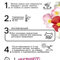 Бегония Бада бум F1, смесь сортов 5 шт  (2027; 71.96.02 /1)