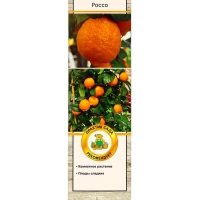 Цитрус "Лиметта Россо", туба, 1 шт, Весна 2025