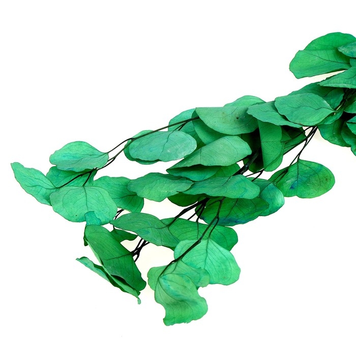 Сухоцвет персикого дерева, 50 г, длина — 70 см, цвет светло-зелёный Сухоцвет персикого дерева, 50 г, длина — 70 см, цвет светло-зелёный