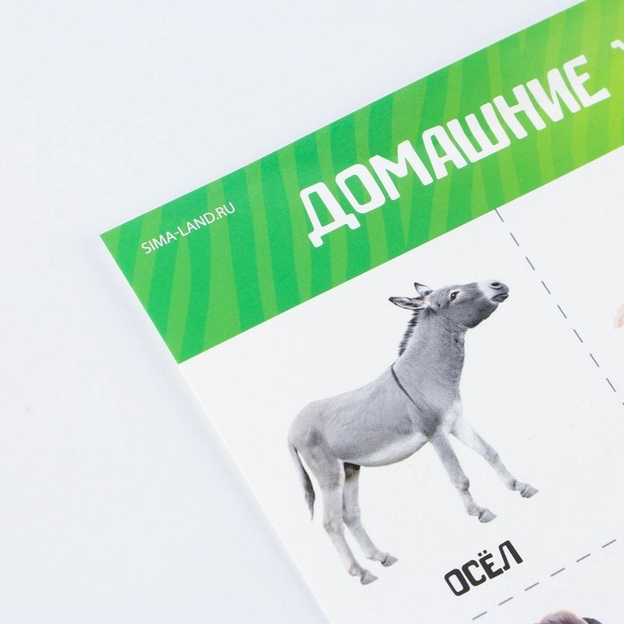 Набор обучающих плакатов &laquo;Изучаем мир&raquo;, 10 в 1, А4