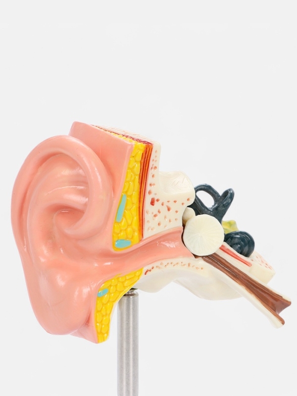 Макет "Ухо в разрезе" 9*7*4см