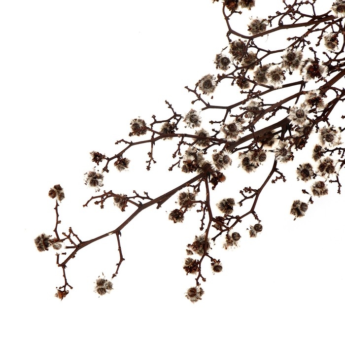 Сухие цветы «Молочай Миля», 25 г, длина — 70 см, цвет белый Сухие цветы «Молочай Миля», 25 г, длина — 70 см, цвет белый