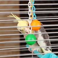 Игрушка для птиц "Погремушка", микс Игрушка для птиц "Погремушка", микс