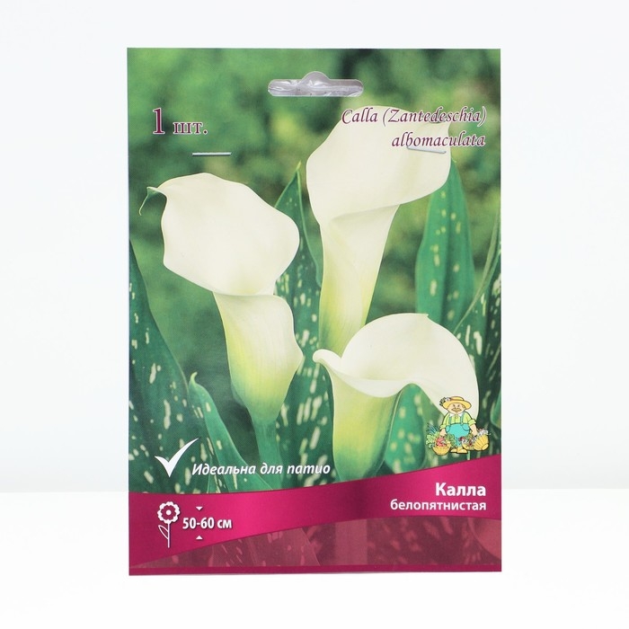Калла белопятнистая, р-р 14/16, 1 шт, Весна 2025