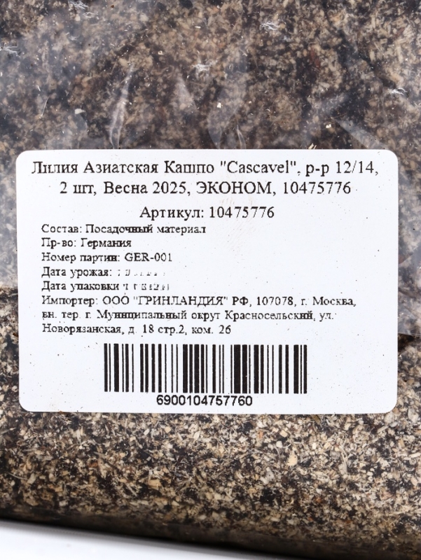 Лилия Азиатская Кашпо "Cascavel", р-р 12/14, 2 шт, Весна 2025, ЭКОНОМ,