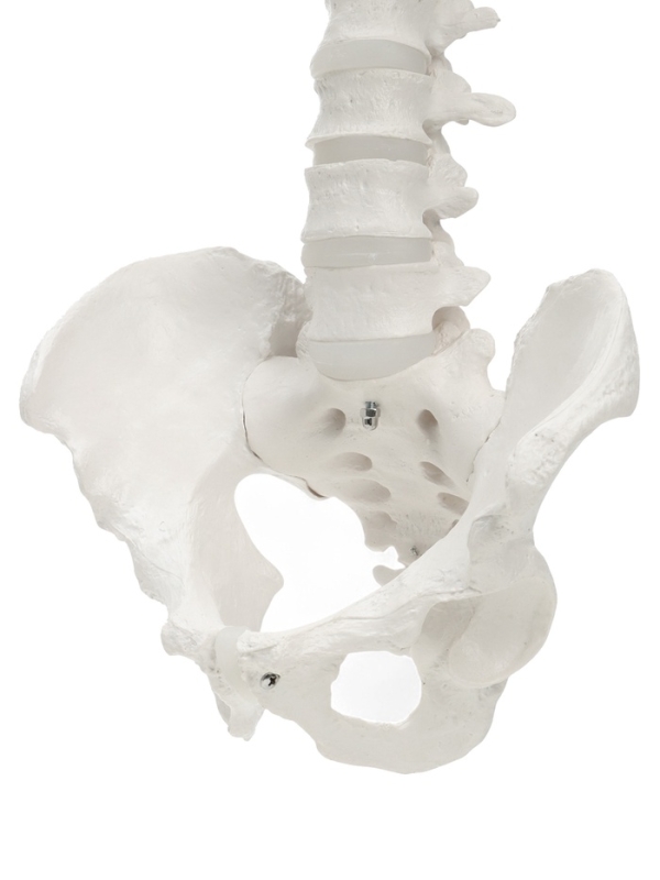 Макет "Поясничный отдел позвоночника, тазобедренный сустав" 40*26см