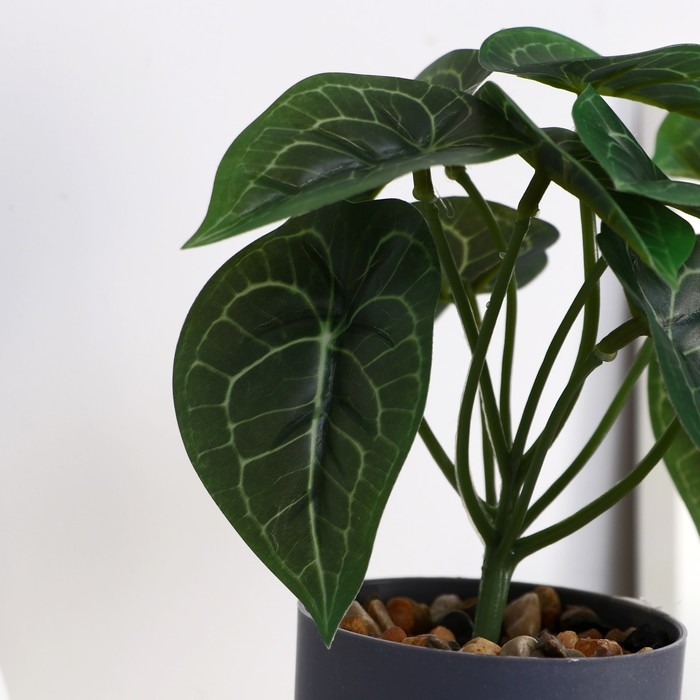 Бонсай в горшке Бонсай в горшке "Алоказия галант" 7,5х15 см
