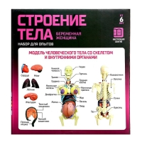 Набор для опытов &laquo;Строение тела&raquo;, беременная женщина