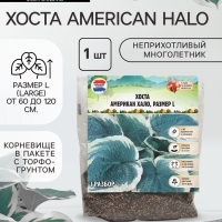 Хоста American Halo, р-р I, корневище в пакете с торфогрунтом, размер L,1 шт.
