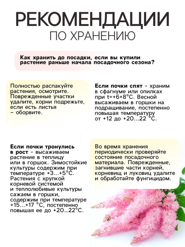 Астильба Арендса Amethyst многолетник, корневище в торфогрунте, р-р II, 2 шт.