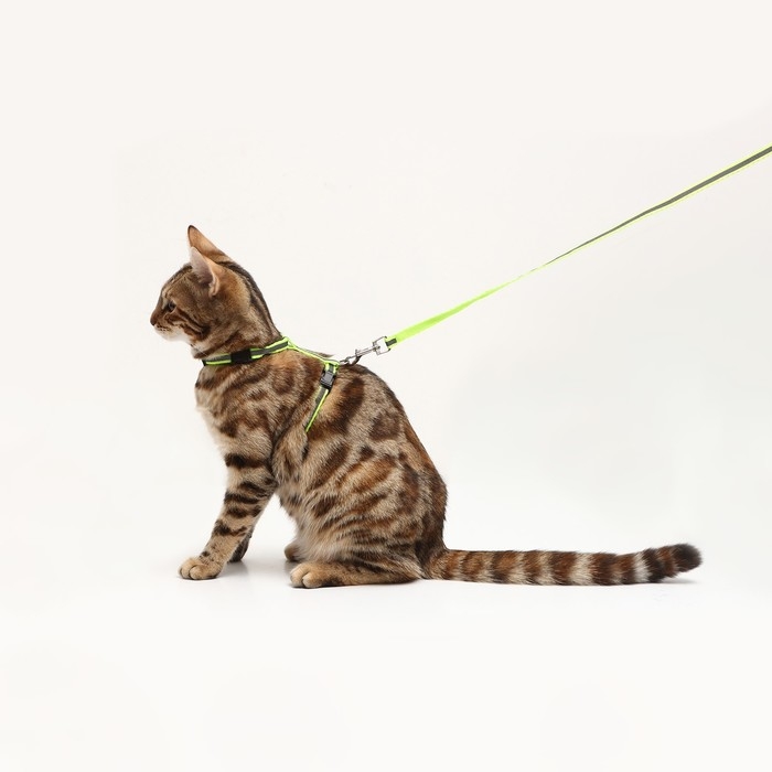Комплект со светоотражающей лентой, ошейник 120 х 1 см, ОГ 26-40 см, зеленый