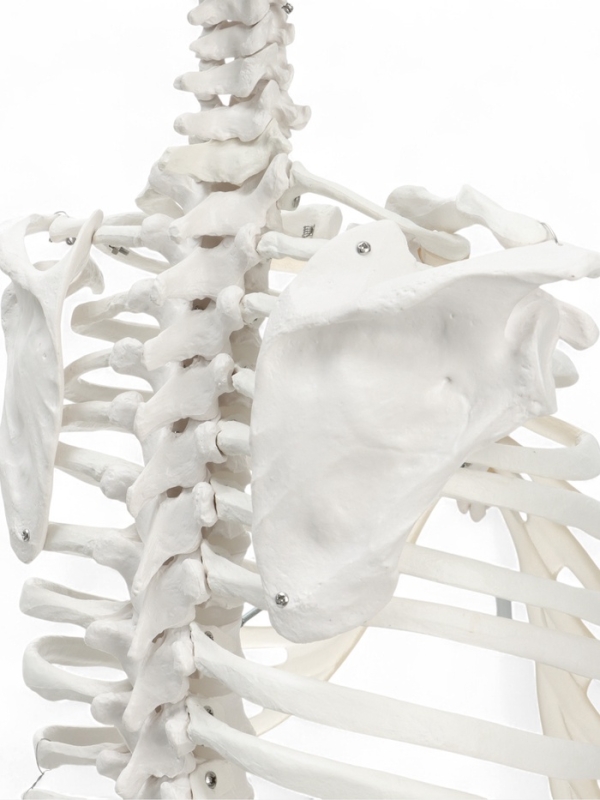Макет "Поясничный отдел позвоночника, тазобедренный сустав" 40*26см