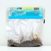 Лилия Азиатская Кашпо "Trendy Las Palmas", р-р 12/14, 2 шт, Лилия Азиатская Кашпо "Trendy Las Palmas", р-р 12/14, 2 шт,