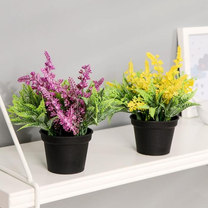 Бонсай в горшке Бонсай в горшке "Лаванда с папоротником" 6,5х12 см, микс