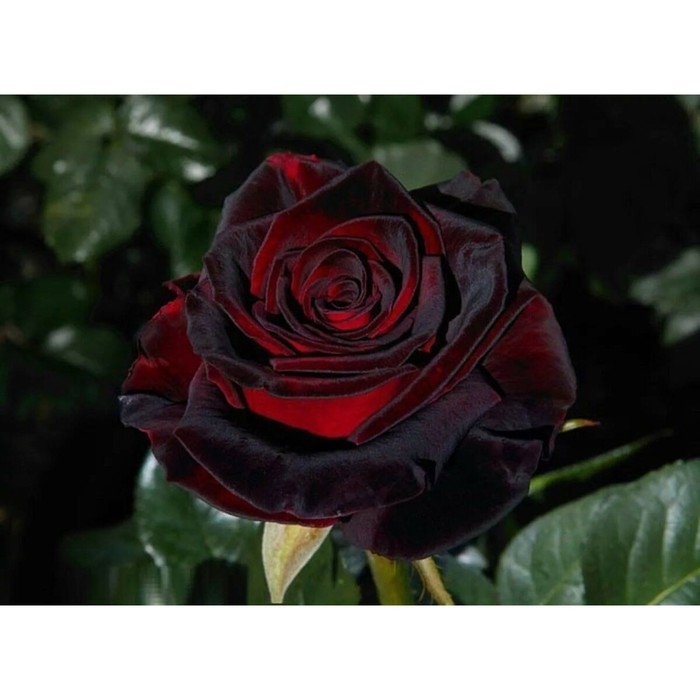 Саженец Розы Саженец Розы "Блек Баккара", Горшок С4, Лето 2024