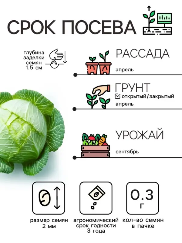 Семена Капуста белокочанная "Белорусская 455", 0,3 г