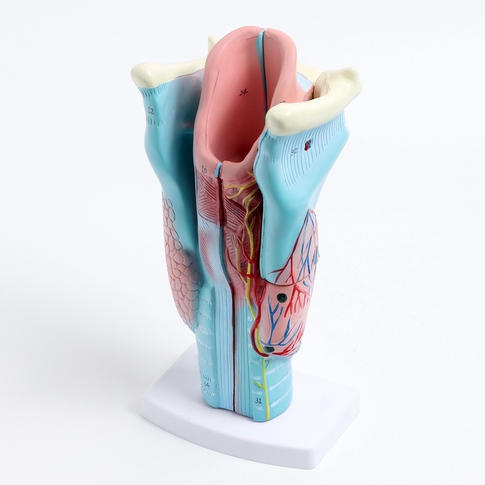 Макет Макет "Гортань человека" разборная 20см