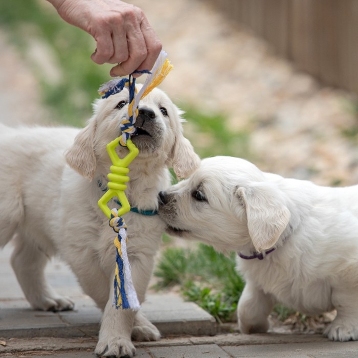 Игрушка жевательная с канатом Игрушка жевательная с канатом "Бантик", 11 см, микс цветов