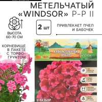 Флокс метельчтый Windsor корневище в пакете с торфогрунтом, р-р II, 2 шт.