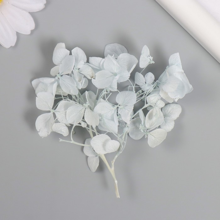 Сухоцвет Сухоцвет "Гортензия" нежно-голубой h=6-6,5 см