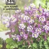 Семена аквилегия &laquo;Алтайский гигант&raquo;, цветной пакет, 0.05 г