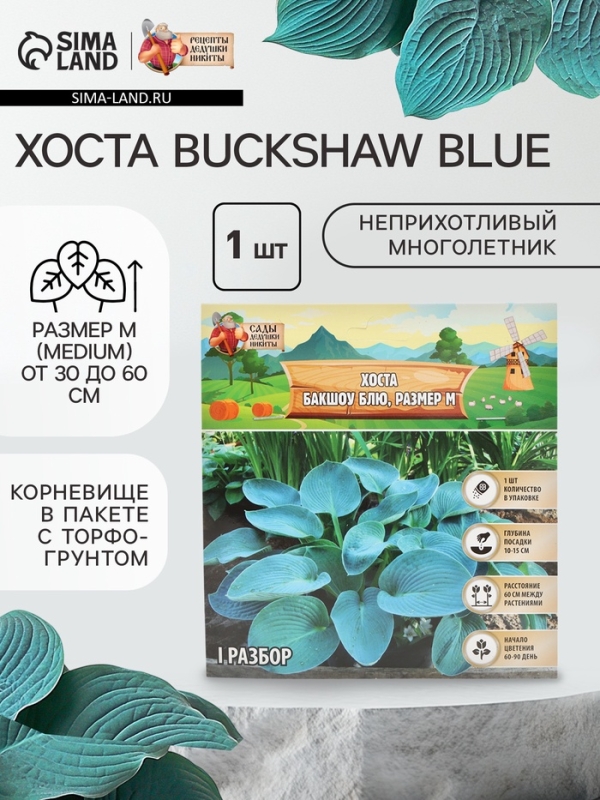 Хоста Buckshaw Blue, корневище в пакете с торфогрунтом, р-р I, размер M,1 шт.