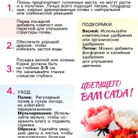 Пион Cytherea, корневище в пакете с торфогрунтом, р-р 2/3, 1 шт.