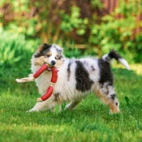 Игрушка резиновая "3 сосиски" на канате, 50 см, микс Игрушка резиновая "3 сосиски" на канате, 50 см, микс