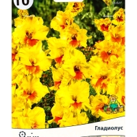 Гладиолус крупноцветковый &laquo;Джестер&raquo;, луковица цветов в пакете с перфорацией, р-р 10/12, 10 шт.