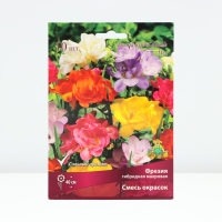 Фрезия гибридная махровая Смесь окрасок, луковица, р-р 5/6, 10 шт.