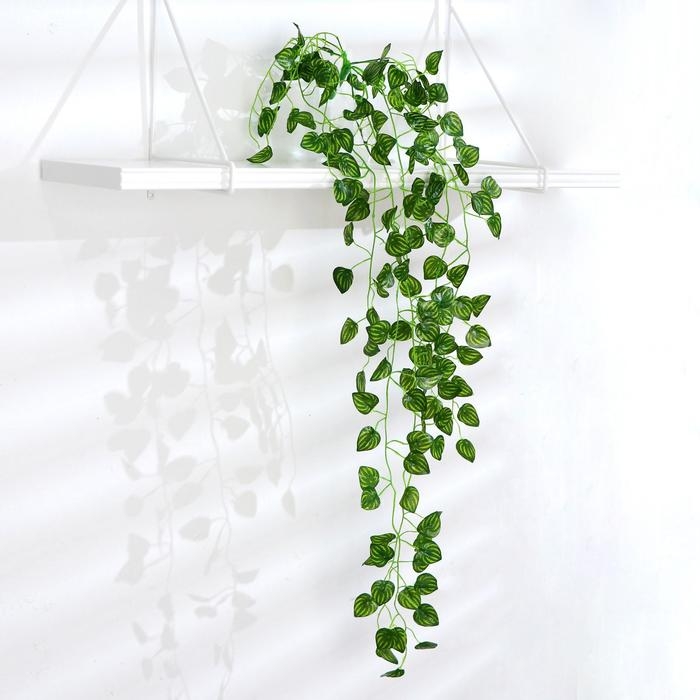 Лиана Лиана "Полосатые листья" 80 см