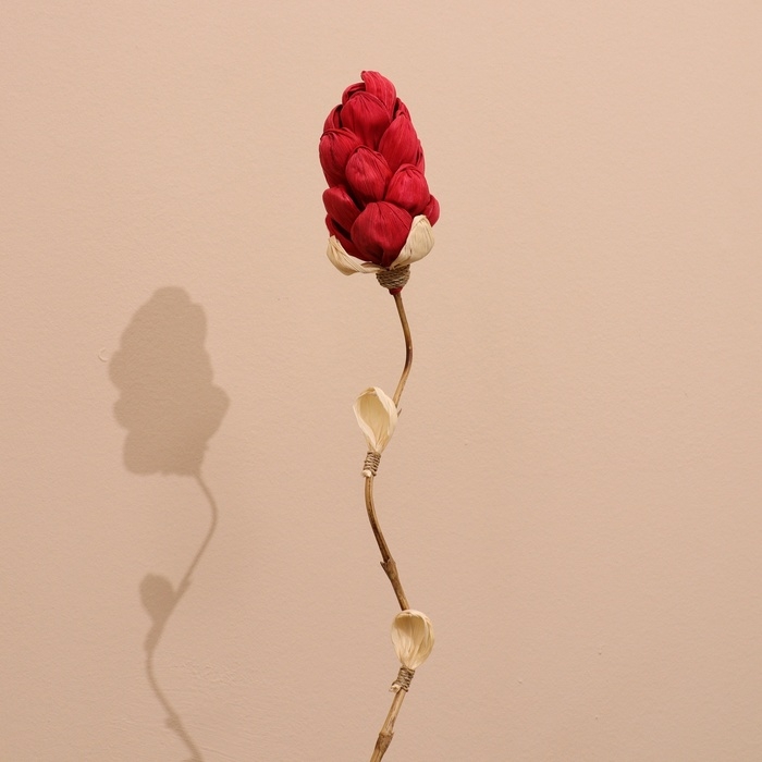 Сухоцвет на бамбуковом стебле 150 см красный Сухоцвет на бамбуковом стебле 150 см красный