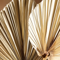 Сухие цветы &laquo;Лист пальмовый&raquo;, 50 &times; 25 &times; 2 см