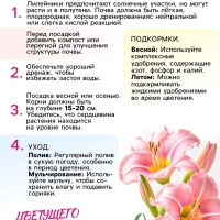 Лилейник Oriental Ruby, многолетник, корневище в пакете с торфогрунтом, р-р I, 1 шт.