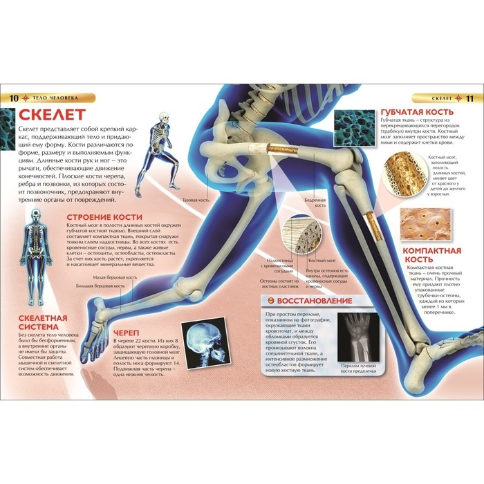 Детская энциклопедия &laquo;Тело человека&raquo;