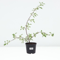 Вишня степная Пламенная, горшок С3, 1 шт, Осень 2024