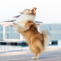 Игрушка пищащая "Баскетбольная гантель", 15,5 х 6 см Игрушка пищащая "Баскетбольная гантель", 15,5 х 6 см