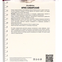 Ирис сибирский Диэ Дилайт, р-р I, 1 шт, Весна 2025