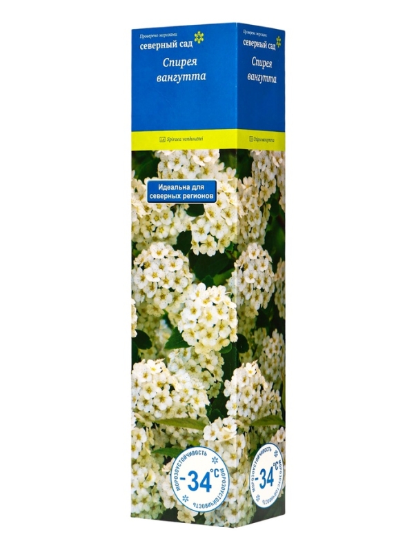 Спирея Вангутта (Серия Северный сад), саженец, туба, 1 шт.