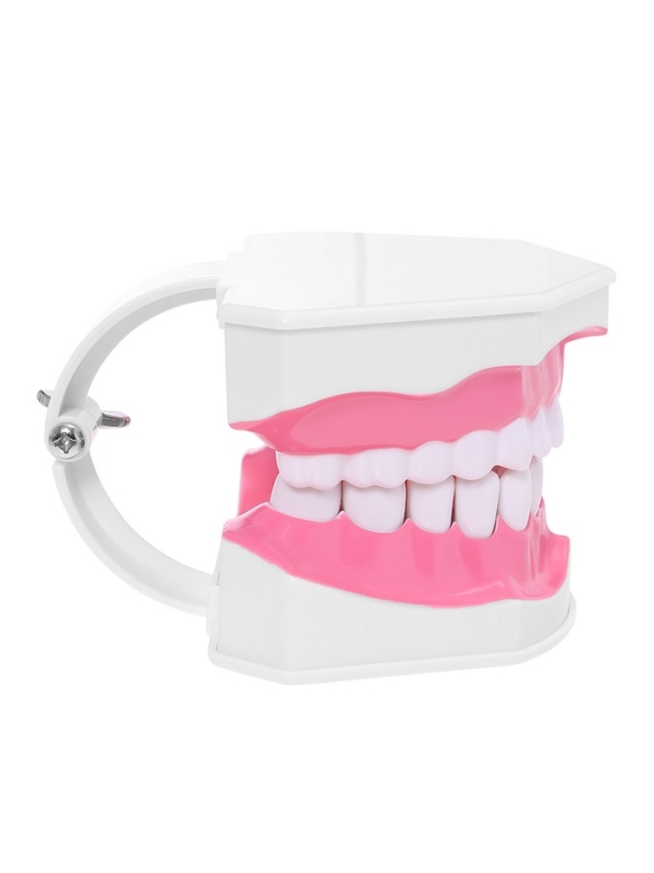 Набор для опытов &laquo;Анатомия&raquo;, челюсть человека