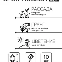 Семена цветов Катарантус Пацифика  "Бургунди" 10 шт