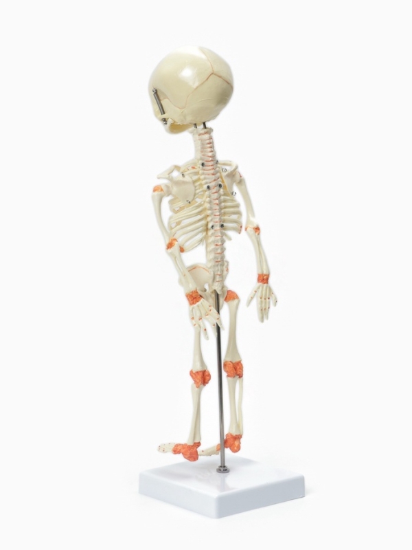 Макет "Скелет плода внутриутробный" 37 см