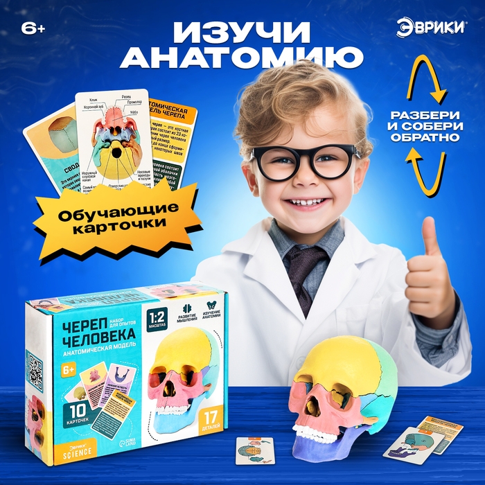 Набор для опытов &laquo;Череп человека&raquo;, анатомическая модель