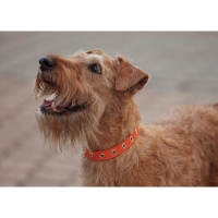 Ошейник кожаный однослойный безразмерный, 45 х 2 см, ОШ 18-39 см, коричневый Ошейник кожаный однослойный безразмерный, 45 х 2 см, ОШ 18-39 см, коричневый