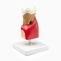 Макет "Строение зуба в разрезе" 13*6см Макет "Строение зуба в разрезе" 13*6см