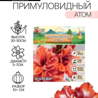 Гладиолус примуловидный &laquo;Атом&raquo;, луковица цветов в пакете с перфорацией, р-р 10+, 7 шт.