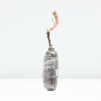 Пион древовидный (привитый на травянистый) "Песня Дождя ", 1 шт, туба, Весна 2025